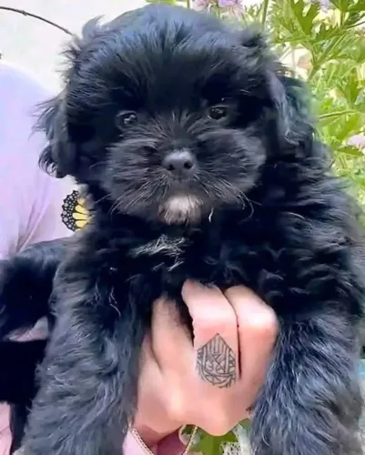 Filhotes de Shih Tzu | Encanto garantido!