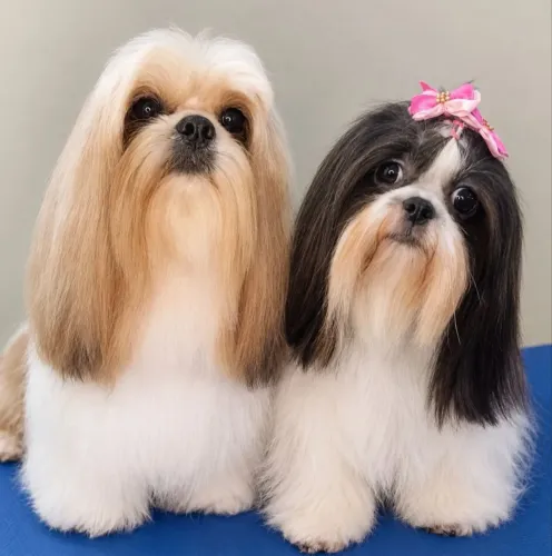 Filhote macho Shitzu com cruzamento entre dois exemplares magníficos
