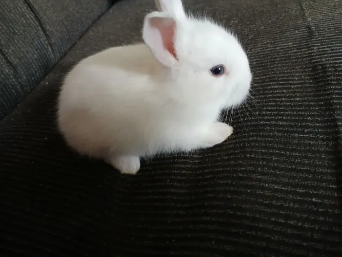Lindos filhotes de coelhos