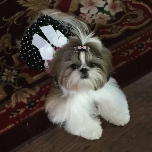Quer um mini Shitzu miniatura procedencia e pedigree ww