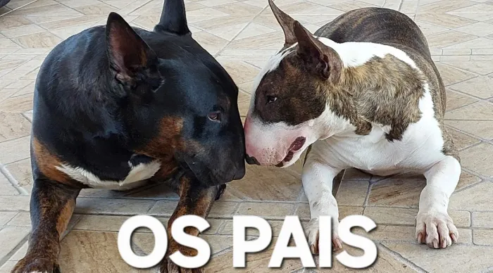 FILHOTE DE BULL TERRIER INGLÊS 