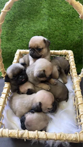 FILHOTES DE PUG