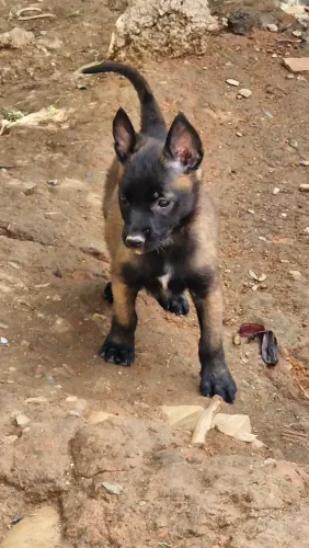 ? FILHOTES DE PASTOR BELGA MALINOIS - MACHOS E FÊMEAS ?