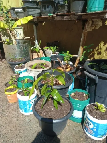 Vende-se mudas frutíferas a partir de 10 reais cada