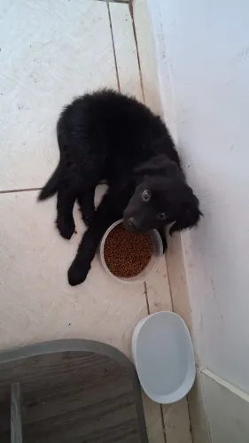 Doa-se filhote de cachorro