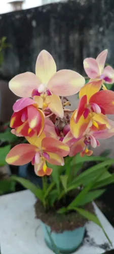 Orquidea terrestre barry bananinha