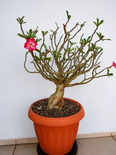 Rosa do Deserto 