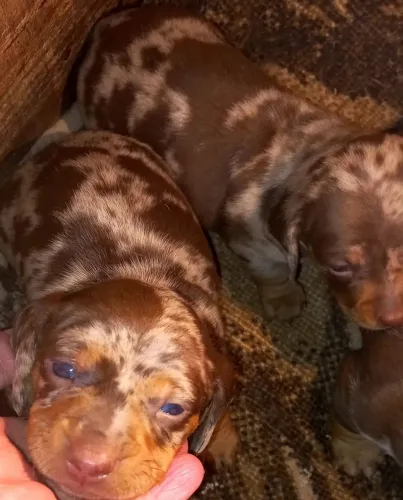 Filhotes de daschunds 