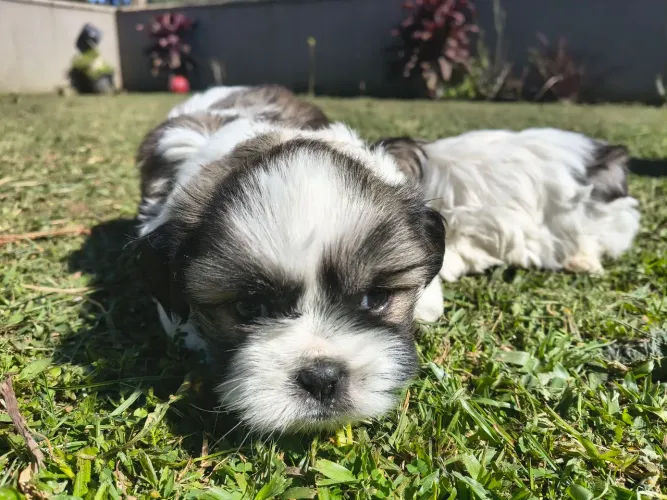Shih tzu