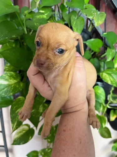 Filhote de Pinscher