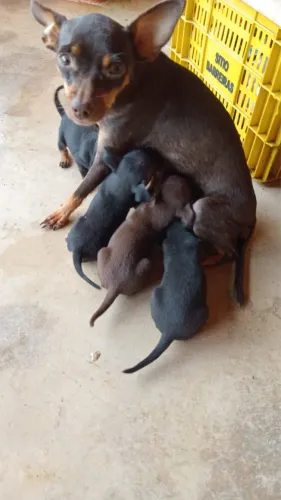 Filhotes de pinscher 