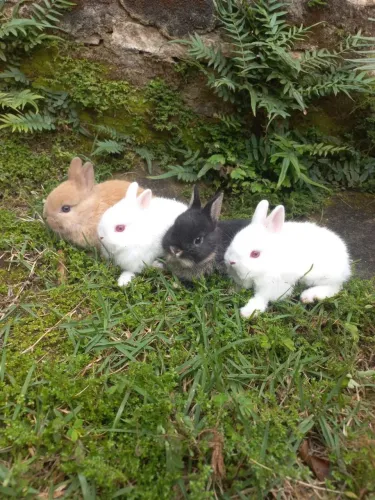 Mini coelhos Netherland dwarf. Anão holandês. 