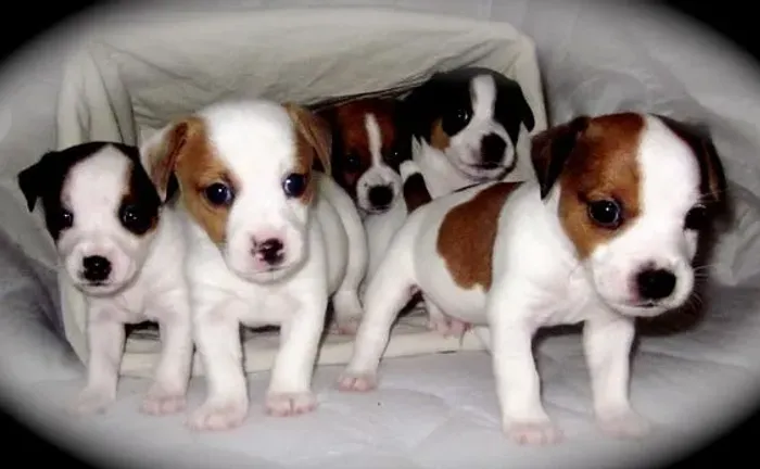 Jack Russel Machos e Femeas