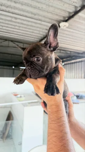 Buldogue