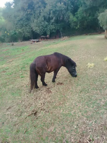 Pônei manso pra venda - pederneiras sp