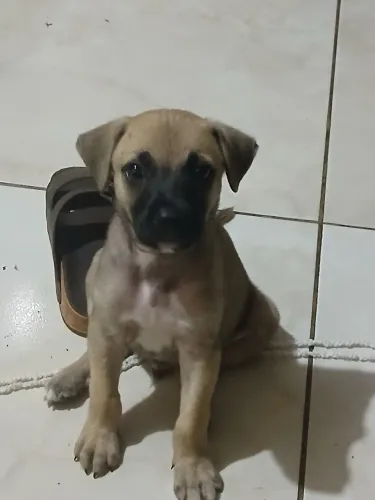 Um cachorro