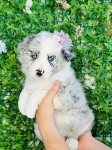 border collie