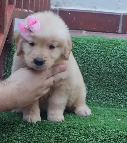 Golden Retriever