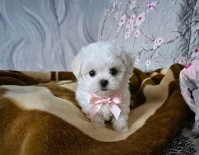 Miniaturas de raças : poodle, chihuahua