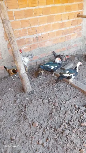 Galinhas 