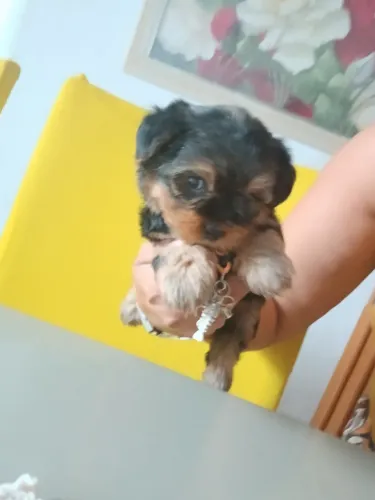 Filhote de  Yorkshire  macho micro   pelagem macia 