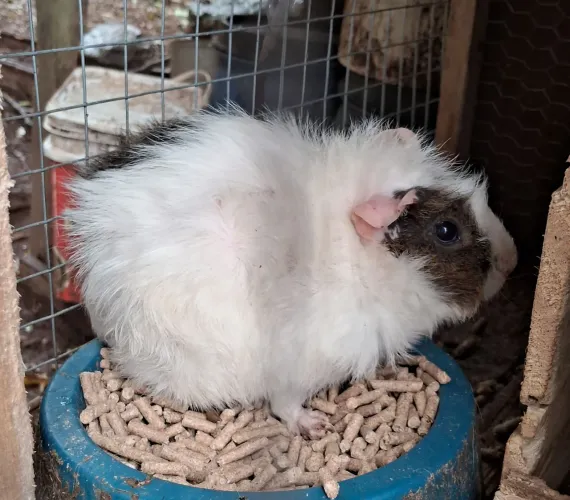 Porquinho da Índia abissinio e alpaca