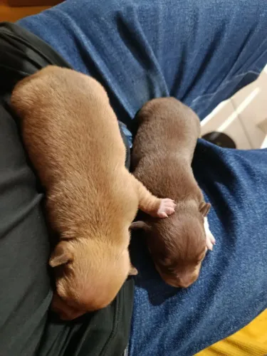 Pinscher 1