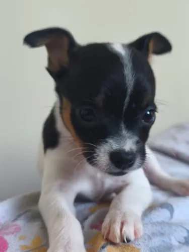 Filhote de pinscher fêmea 