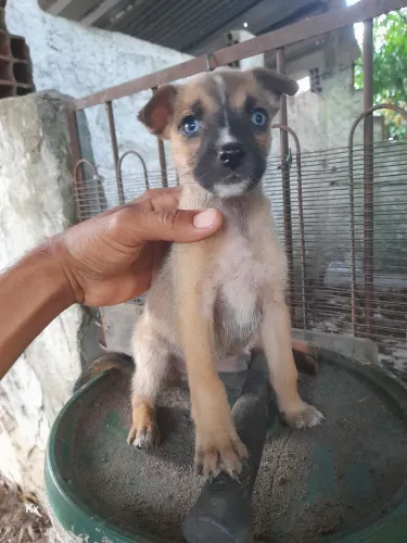 Doação cachorro