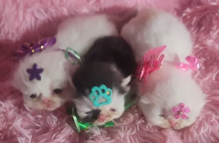 Vendo Filhotes de Gatos Persa SHOW