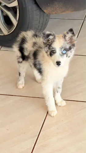 Booder collie