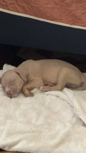 Amaerican Bully filhote