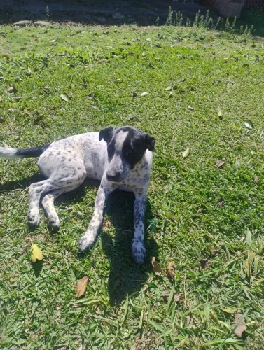 Adoção de cachorrinha