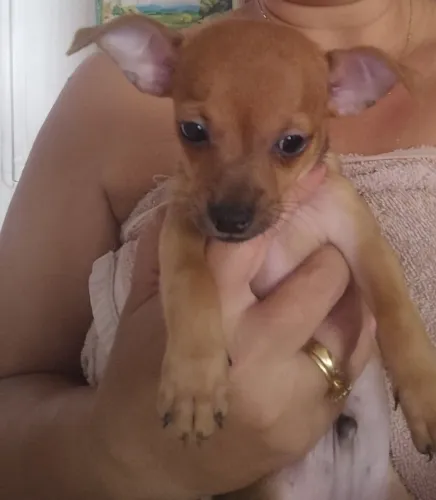 Vende se Pincher 2. 50 dias vermifugafo