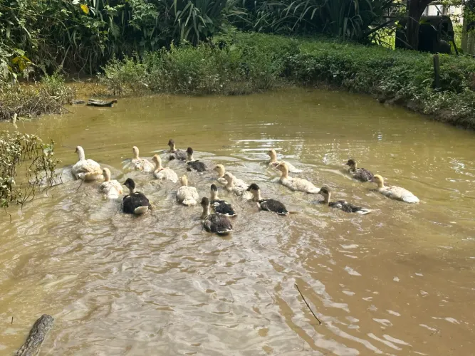 Vendo filhotes de pato