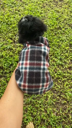 Shitzu
