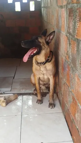 Lindo pastor malinos disponível pra venda ou cobertura