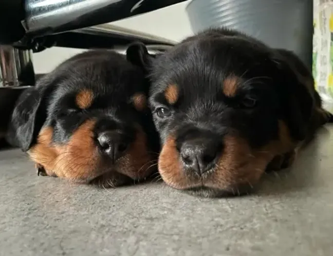 Filhotes de Rottweiler | Filhotes cheios de energia boa.