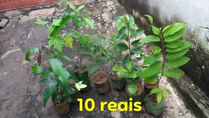 Mudas frutíferas e Palmeira azul