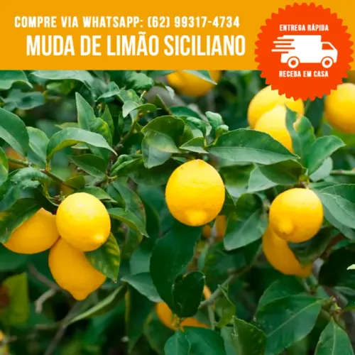 Muda de Limão Siciliano Produzindo