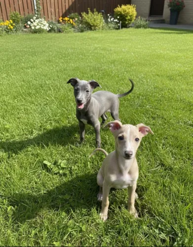 Pequeno Lebrel italiano