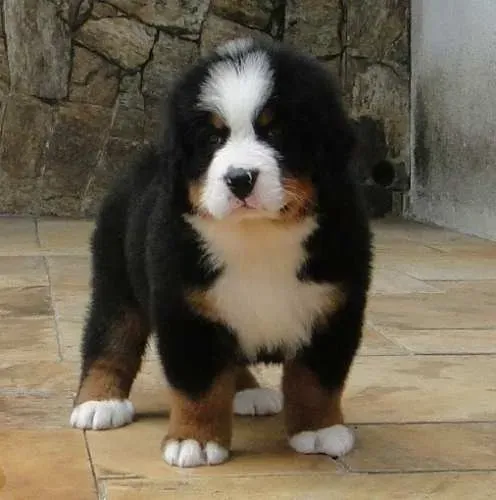 Lindo bernese mountain com 49 dia filhote com pedigree e vacinado com v10 importada 