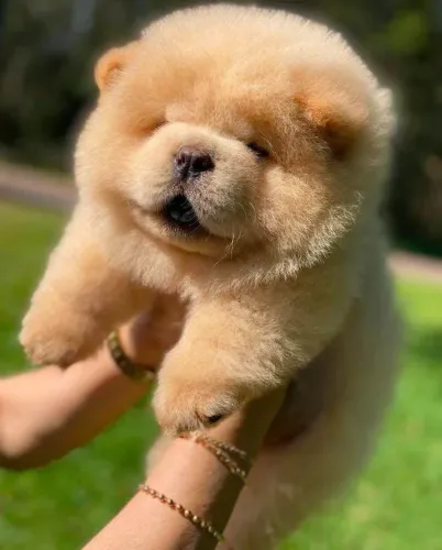 Filhote Chow-chow, Nada Como Um Cachorrinho Para Alegrar Sua Casa!