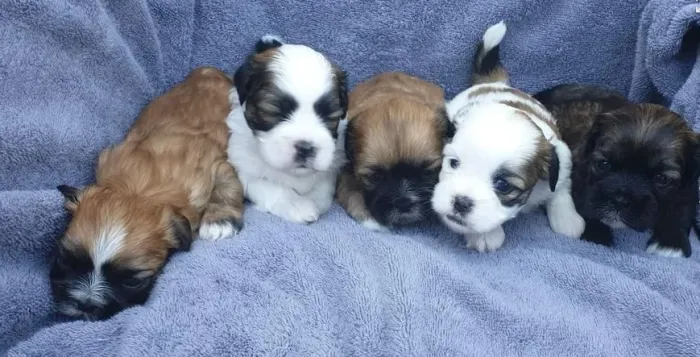 Lhasa Apso Mini Macho Comportado e Muito Carismático