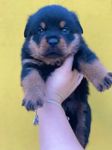 Rottweiler excelente pra guarda e companhia!