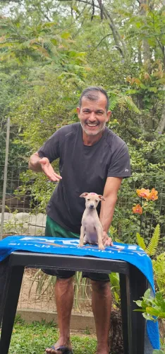 Galgo Italiano - Minizinho dos Galgos