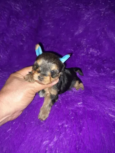 Yorkshire menino. Pequeno no tamanho mais perfeito em amor!