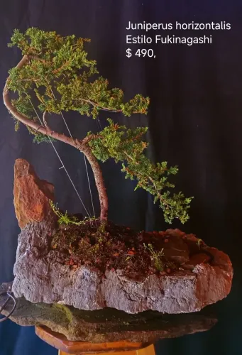 Lindo Bonsai de juniperus!