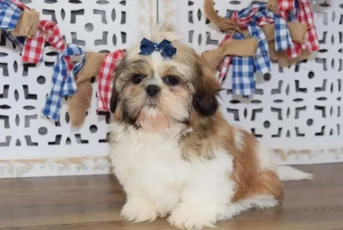 Shih-Tzu Fêmea: Um Pacote de Amor e Diversão
