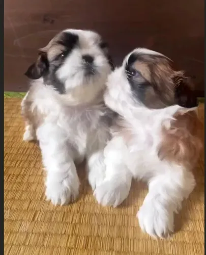 Shih tzu cheiroso